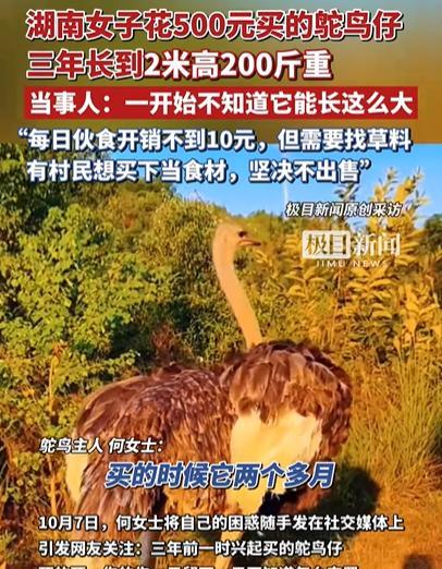 湖南一名女子在三年前养了一只鸵鸟，没想到现在已经长成了两米高、两百多斤重的“巨无