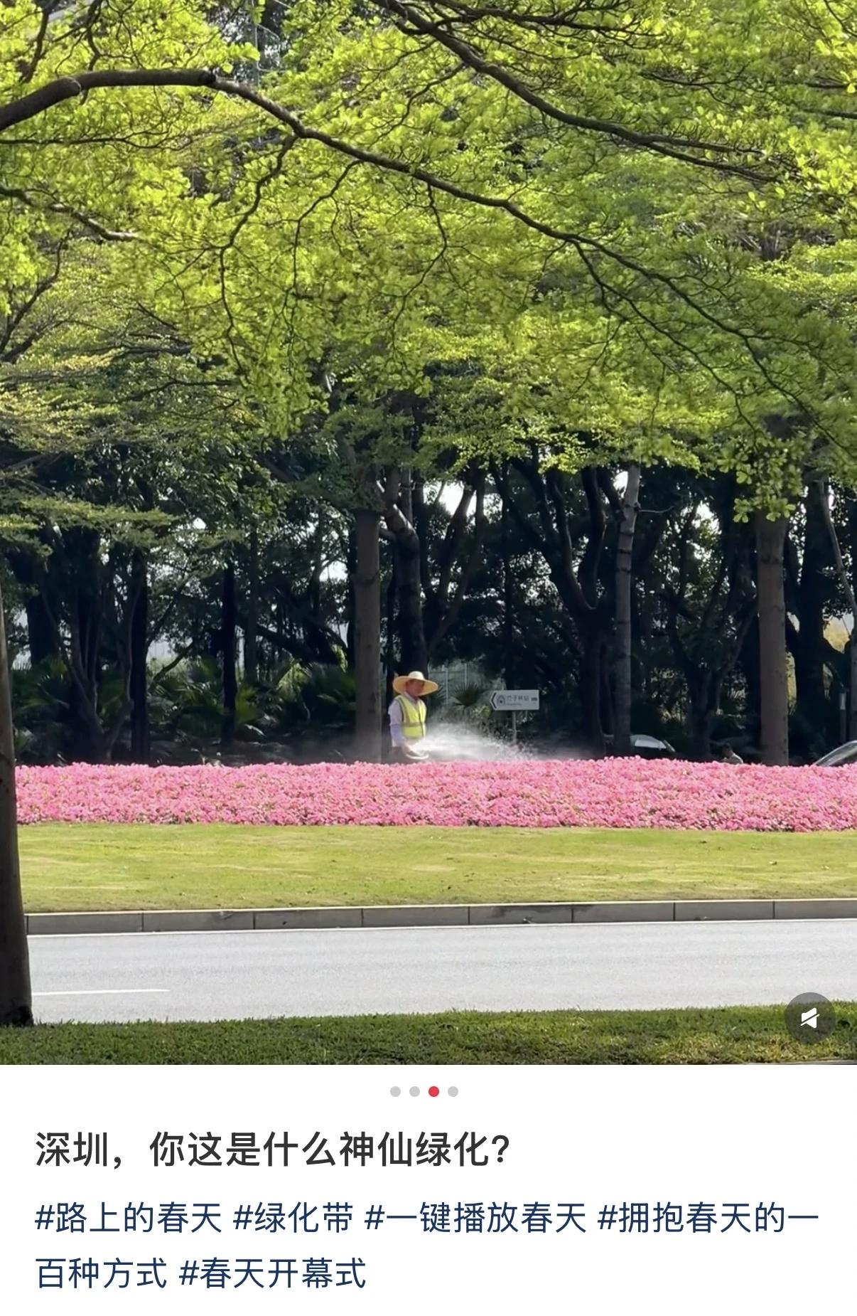 在绿化美化方面，深圳真的很抗打，到处都是春意盎然