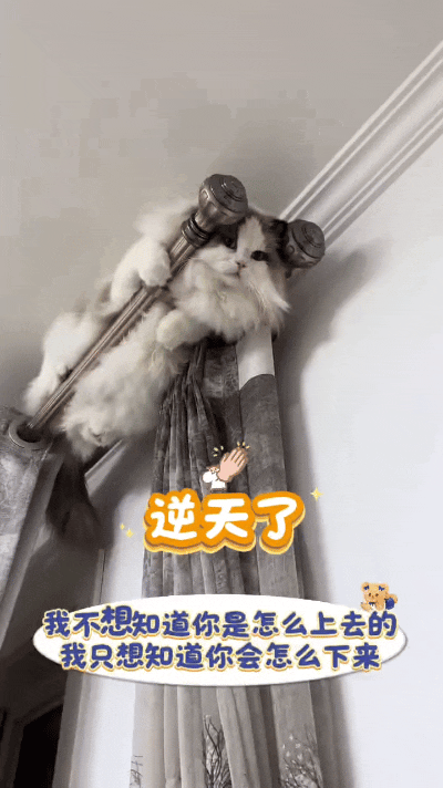 这只布偶猫真淘气，居然爬到窗帘杆高头待到起。完全搞不懂它是咋个爬上去的，更不晓