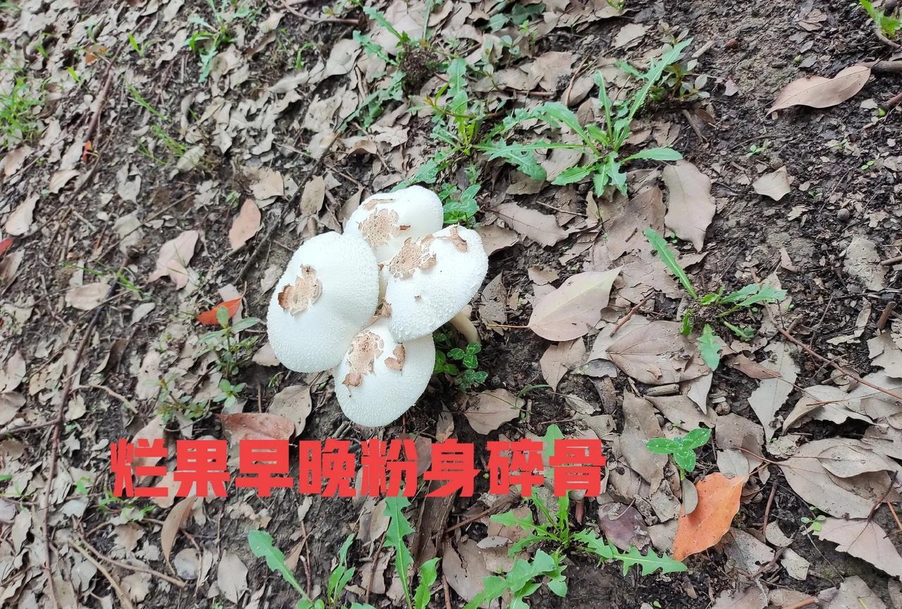 烂果子这家伙绝对没有好下场的，老汤直播间说，你要知道烂果子这个家伙是为谁服务的，