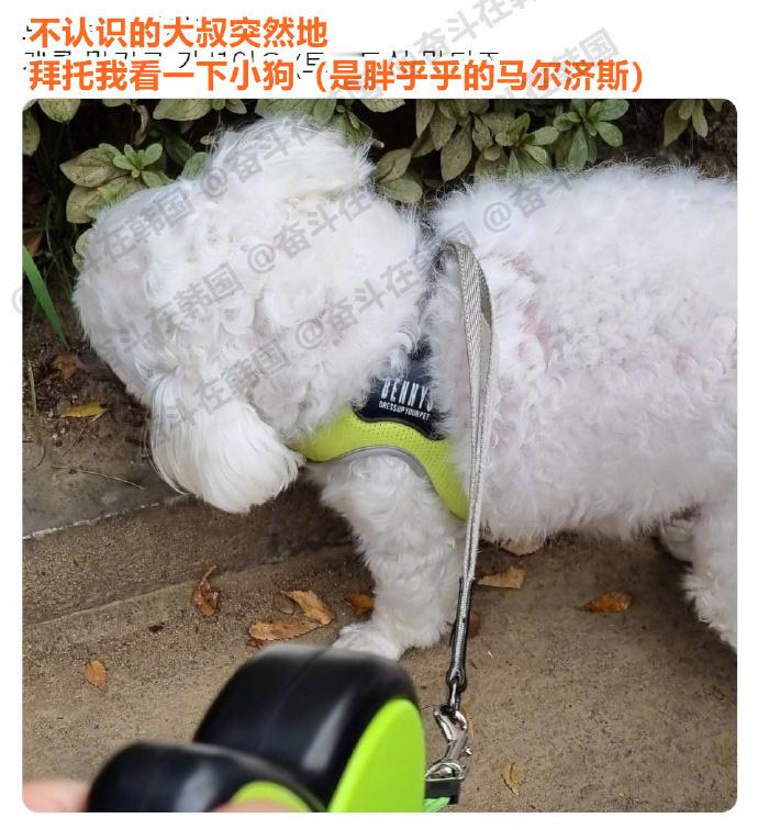 被不认识的大叔拜托看一下小胖狗海外新鲜事热点现场​​​