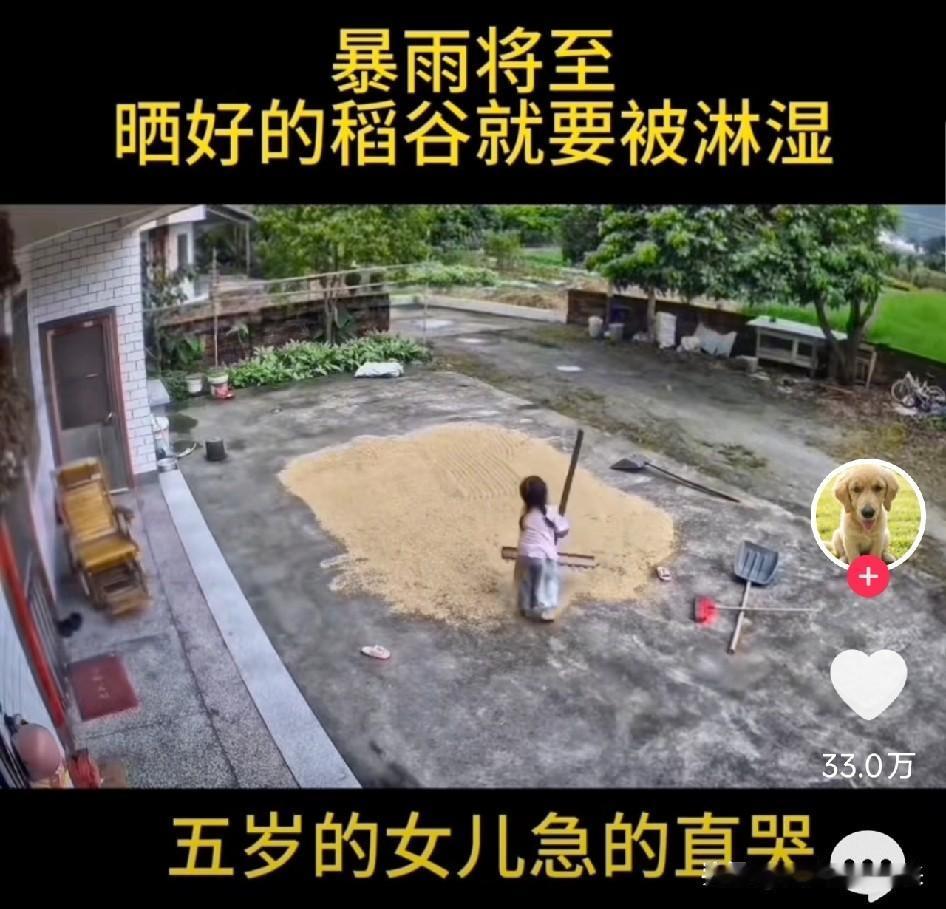 看哭了！广东，5岁女孩独自在家，暴雨突然压下来，院子里晒满稻谷，她一边哭着收粮一