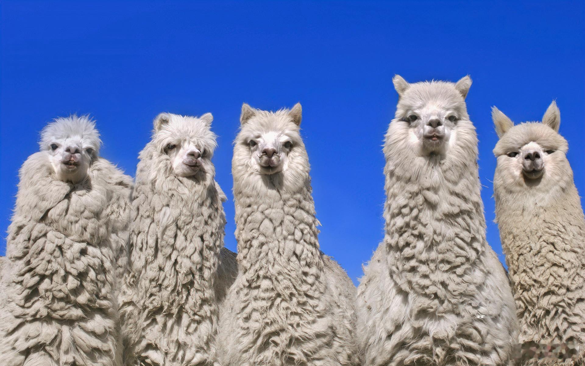 你可能不知道的美国冷知识：美国是全世界唯一没有签署《联合国儿童权利公约》的国家，