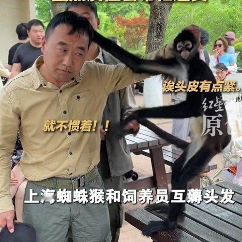 上海野生动物园的蜘蛛猴“豆豆”最近成了全网的开心果，有游客拍到它跟饲养员站在一块