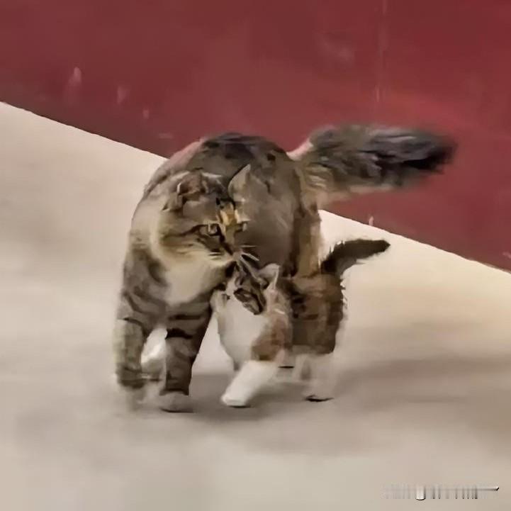 有妈妈在，就是最幸福的小猫～看着温馨的一幕，猫妈妈领着小猫慢悠悠的在室内踱步