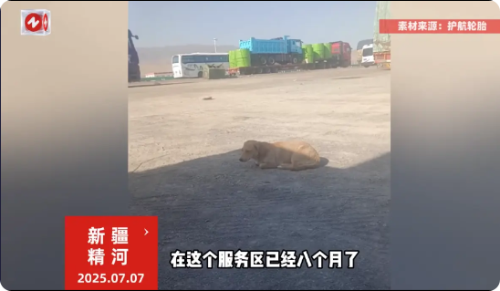 “太有灵性了！”7月7日，新疆精河，一只小狗在高速服务区守候了8个月，等待它的主