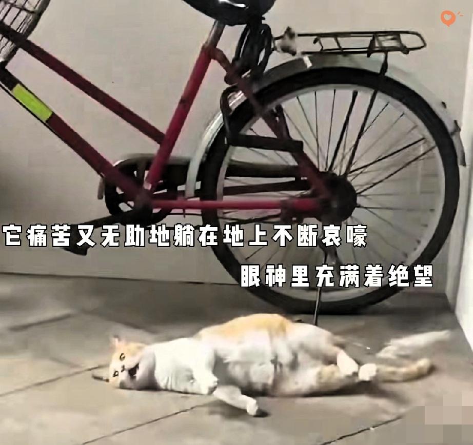 姐姐下楼扔垃圾遇到难产的母猫，这一幕看得人又揪心又暖心！母猫疼得在地上不停打