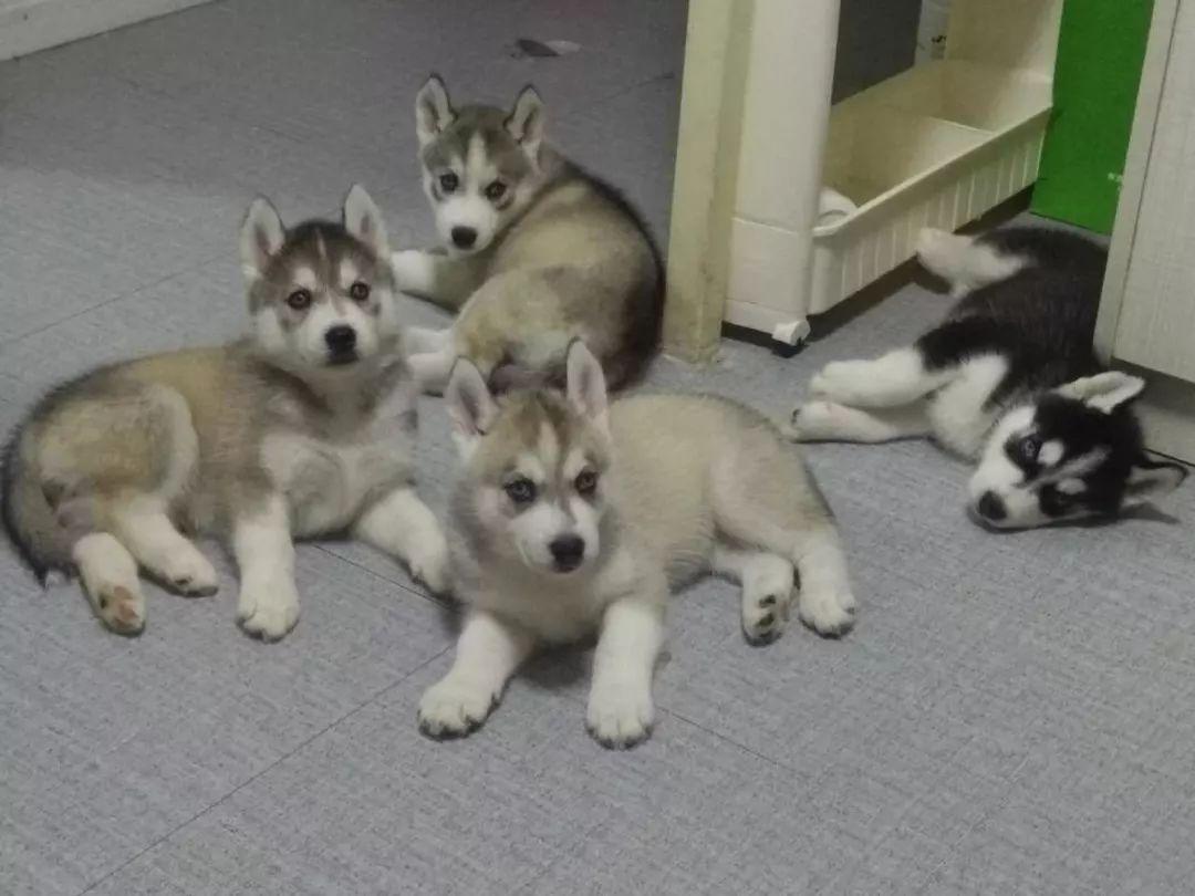 母犬需要注意的问题: 难产, 如何正确认识、预防和治疗难产呢?