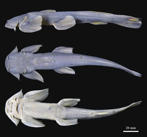 西藏发现神秘小鱼!