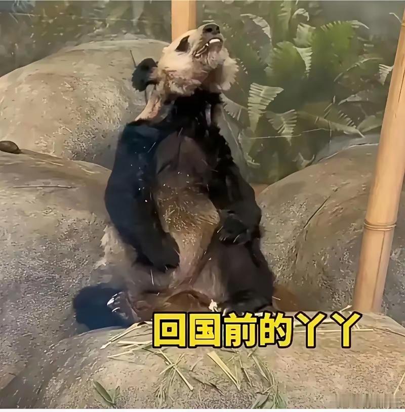 听说又要送两只大熊猫去美国做中美人民友谊使者了。不知道大家还记不记得，前几年刚从