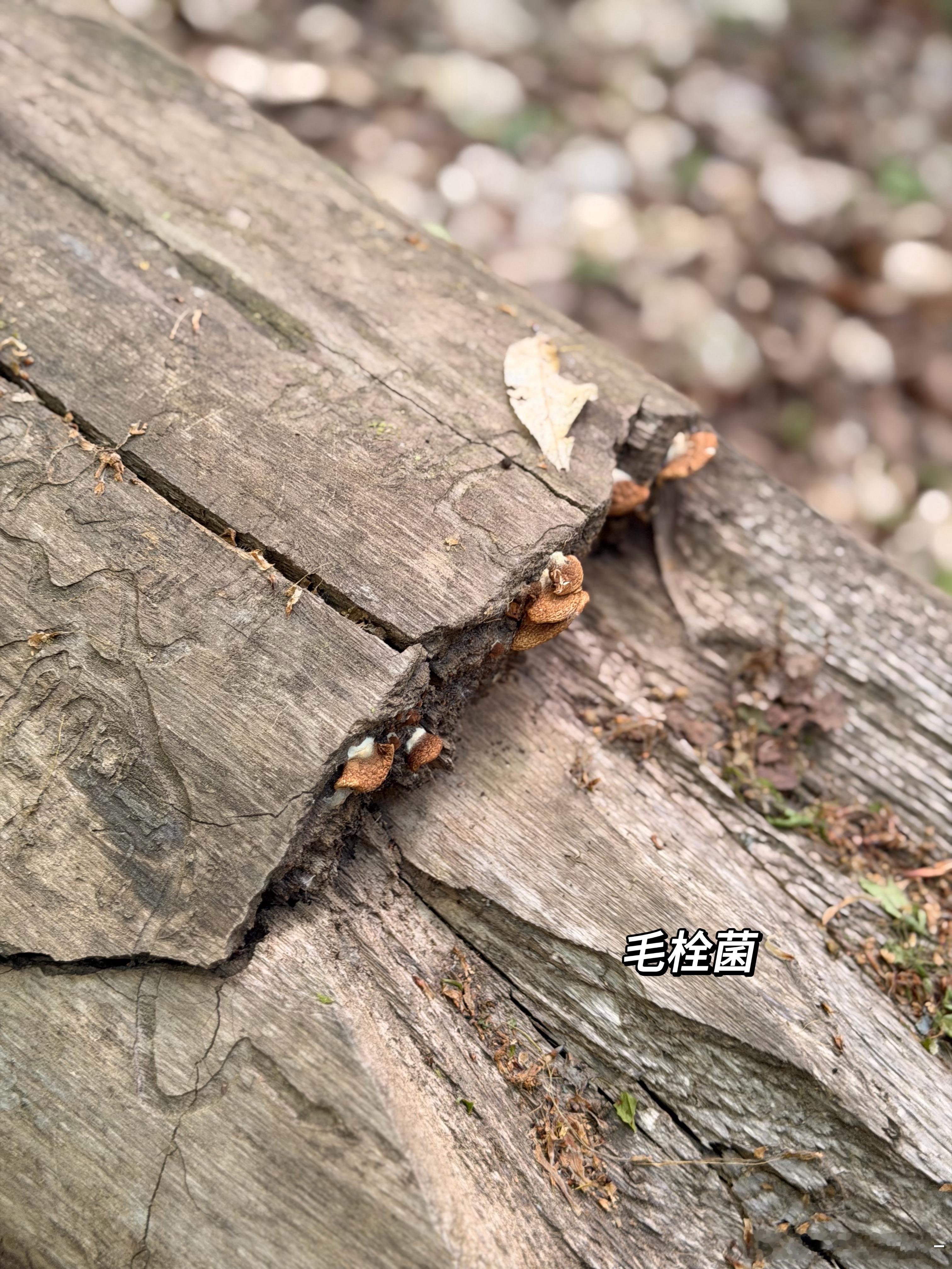 前几天大暴雨，朋友说附近近郊野山森林羊肚菌泛滥了！我们一行人兴致勃勃的拿了两个大