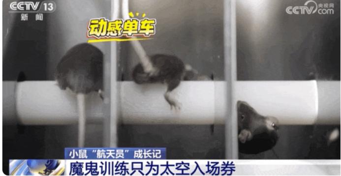 这下出名了,不仅中国,连全世界都知道了,除了三名航天员飞上太空,另外还有四只