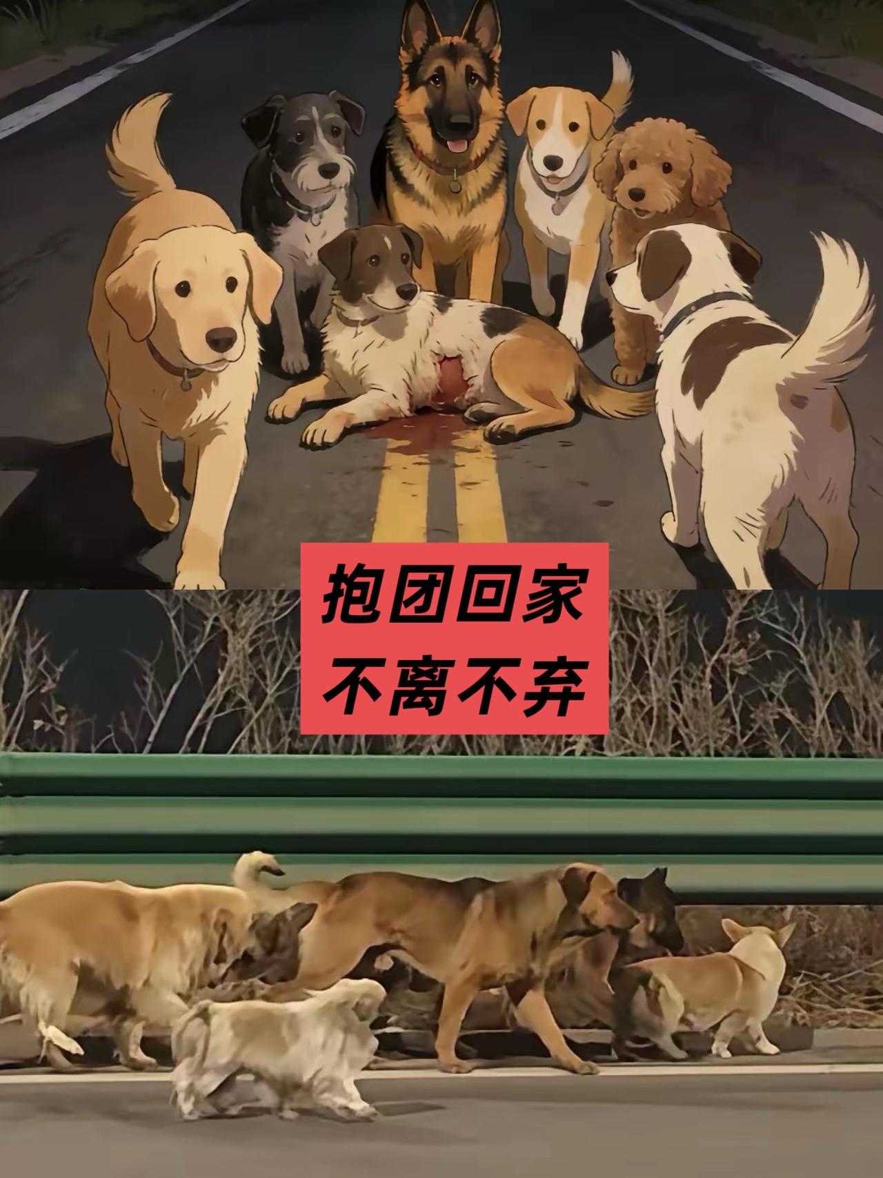 刚刷到长春这7只狗的归途，我盯着屏幕久久没说话，心里又酸又震撼。17公里车