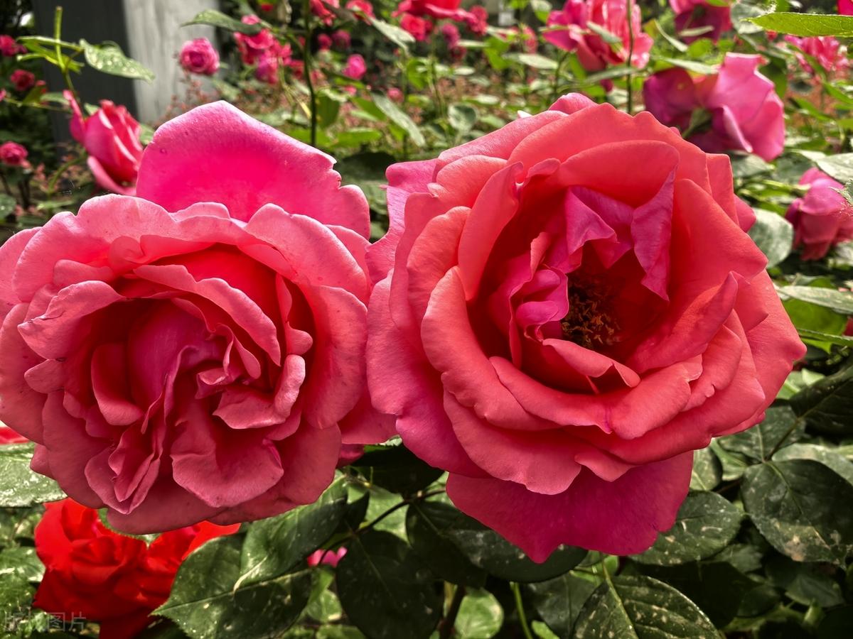 人生有两种境界：一是痛而不言，二是笑而不语。痛而不言是一种智慧，人生在世，往往会