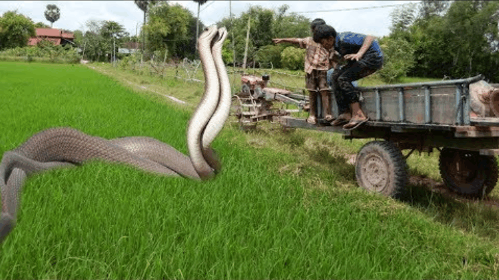 农村兄弟开农用车经过稻田,突然杀出大蟒蛇,上去直接开干