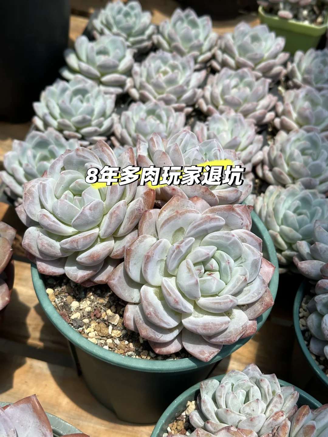 退坑清棚