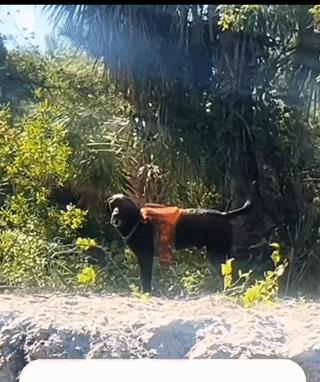 网友带自己的爱犬去海边游泳，但是由于海浪较大，狗狗喝了很多海水，所以就发生了这有