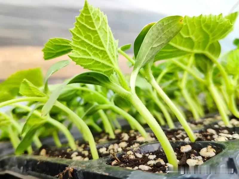 黄瓜蹲苗口诀缓苗过后不浇水，地皮现裂根下探。划锄松土助深扎，控旺防徒效