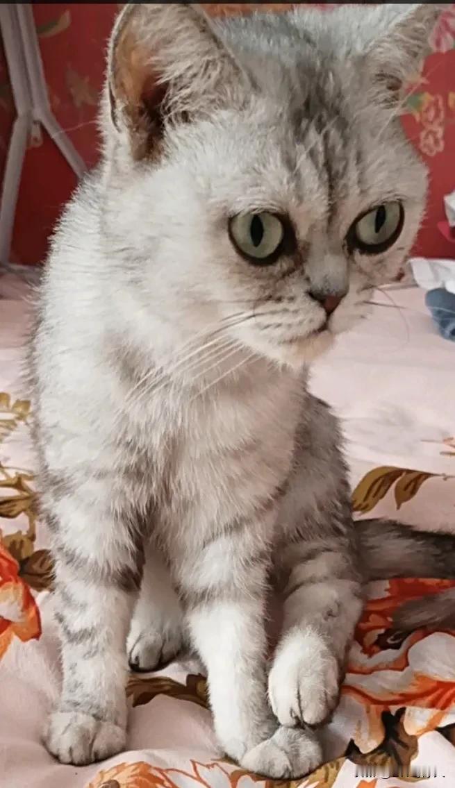 今天早上家里养的猫不见了。这猫是朋友不想养了，结果我姑娘喜欢就给抱了回来。小猫