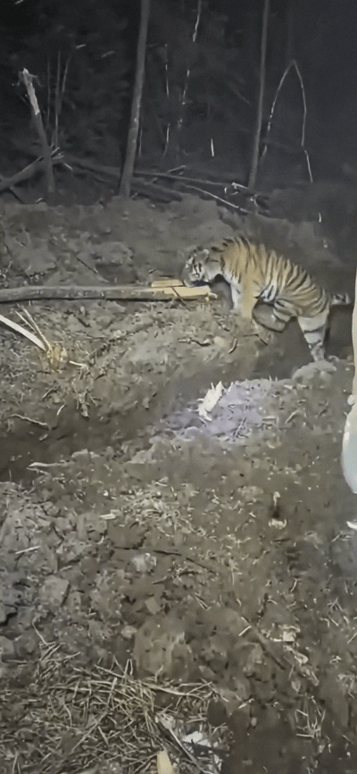 11月30号有位在吉林汪清的师傅在夜晚工作期间遇到一只成年老虎，有博主对比花纹认