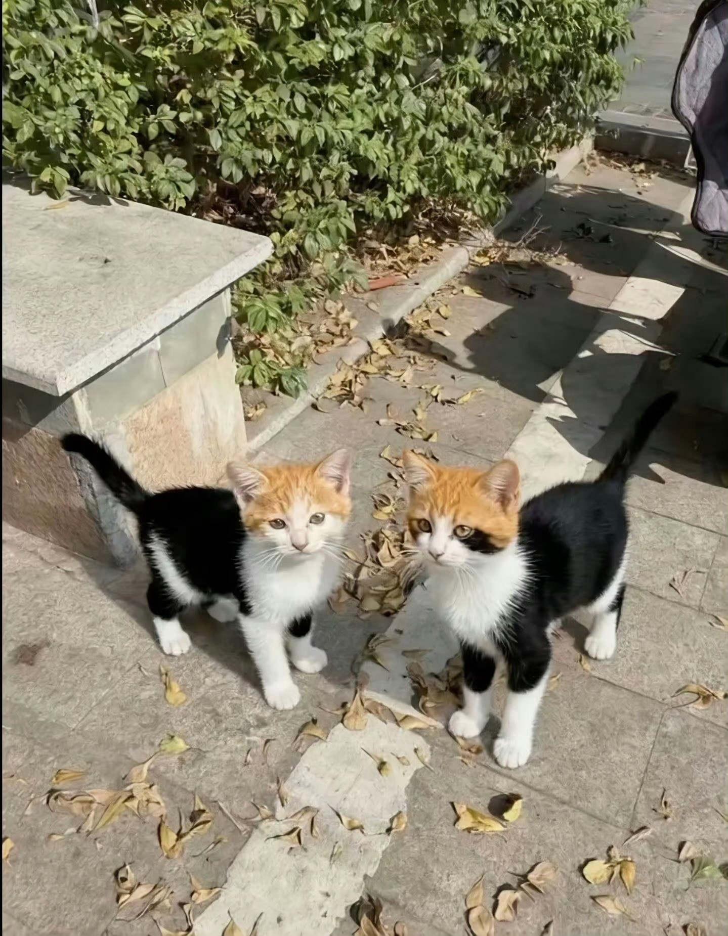 不玻璃心，给猫咪起个名字