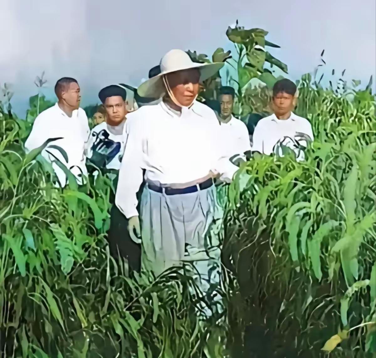 给你看张老照片，特别暖心。就是咱们毛主席，戴着一顶草帽，正走在庄稼地里呢。那