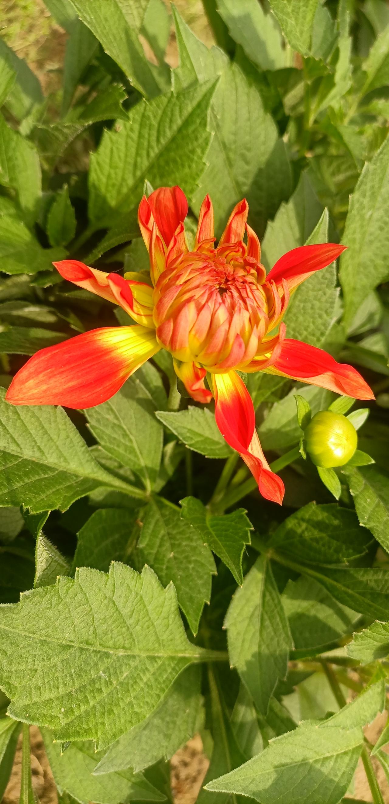 【春之韵·所求之物，本在心中】今年春天最想实现的心愿禅语禅心：终日寻春不见