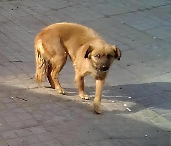 “不就咬了一下”？衡阳一市民在建材市场散步，被门面里突然窜出的一条没牵绳的宠物犬