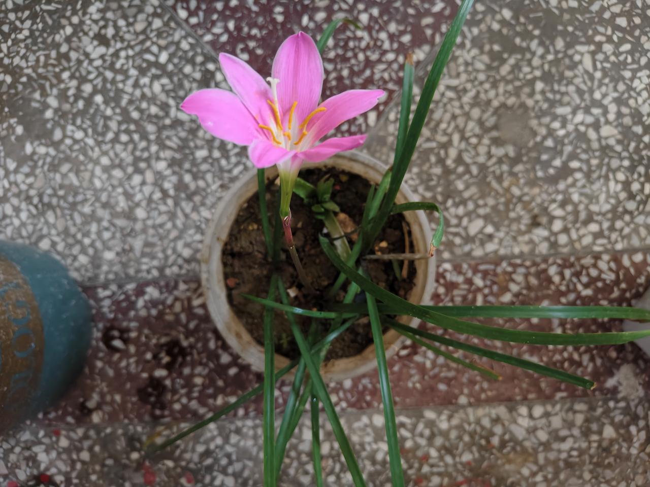 哇噻，我养在运城盐湖的韭莲开花了。它的叶片细长像韭菜，花茎直立，开玫粉色六瓣花朵