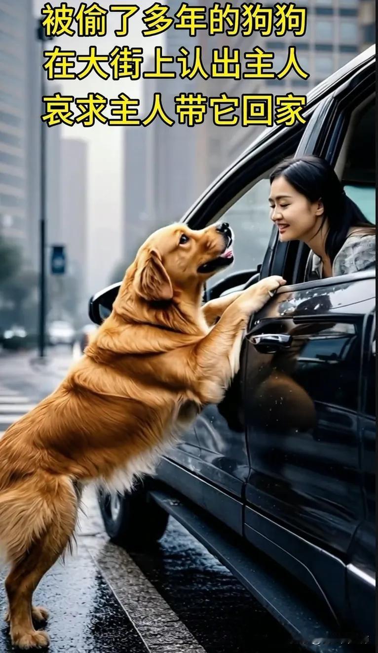 全网都被感动了。今天小美在等红绿灯的时候，一只狗狗竟然趴到她的车窗前，不停地拍打