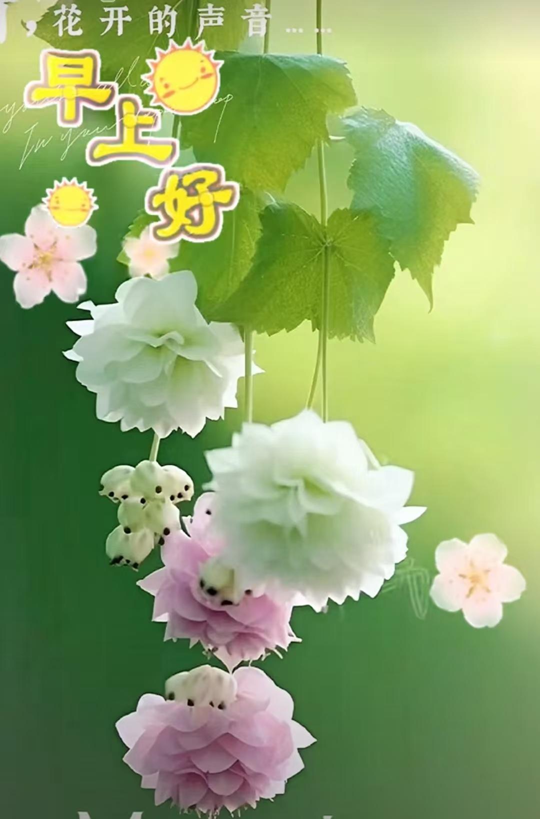 靜靜等待中的清晨，默默守望天下平安，深深祈禱我們都好，人人都願吉祥相伴，