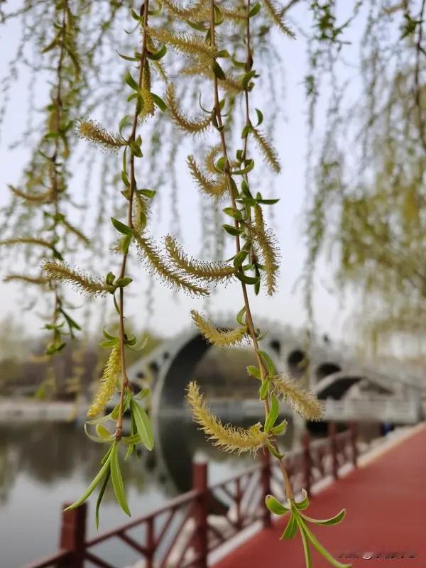 《咏柳》乐韵诗心原创诗词:河畔青丝舞碧空，柔枝袅袅韵无穷。风摇翠影惊幽梦，