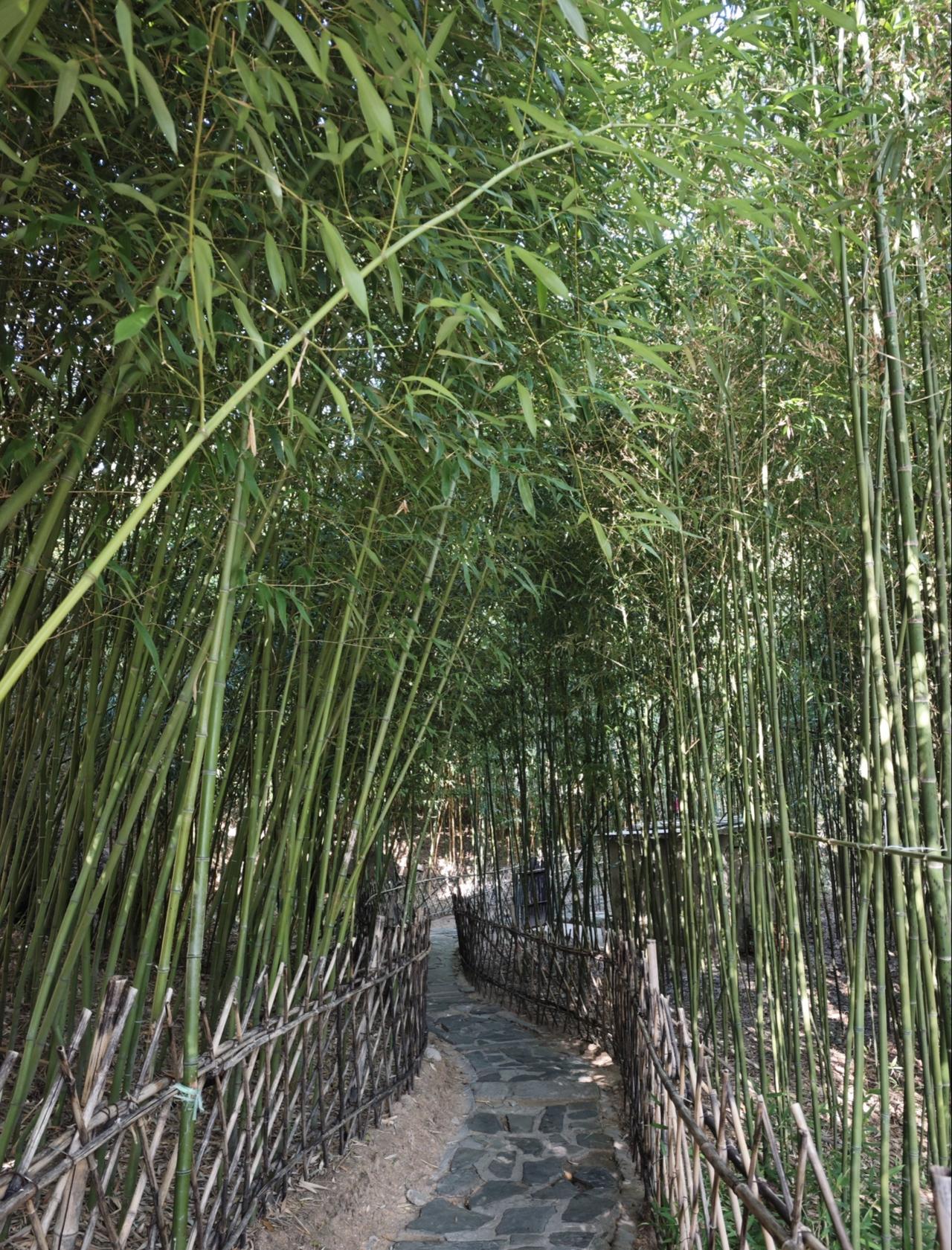 终于打卡了最近超火的竹子庵公园‼️青岛的秋天在这里美成了童话🍂💛【千年银