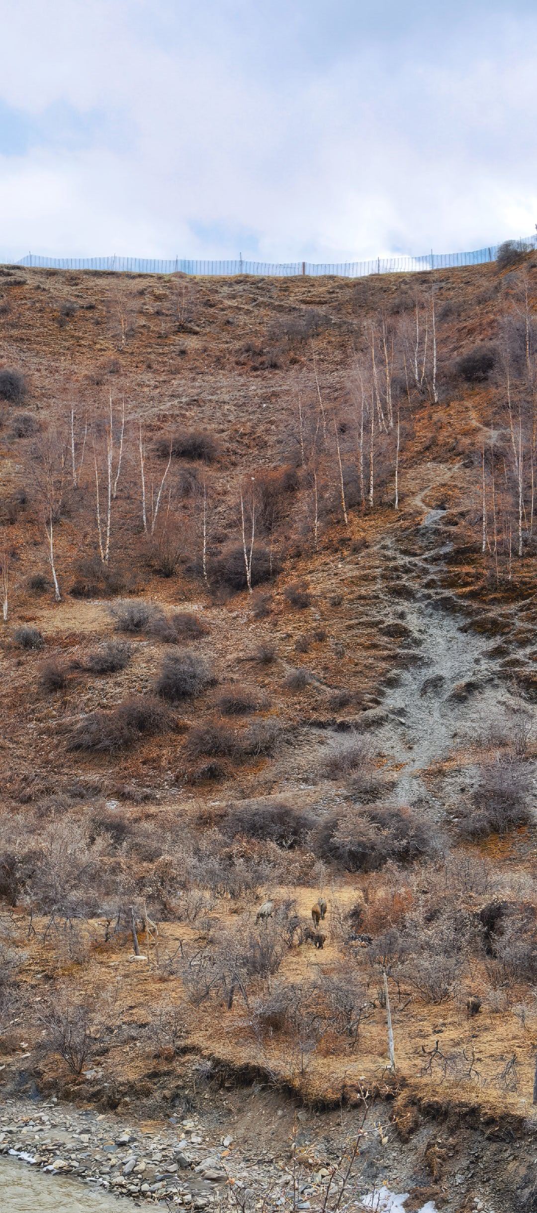 第一次见到野猪群，我过去拍溪流时，头猪见到我，我和猪都是一惊！吓得都退后一步，那