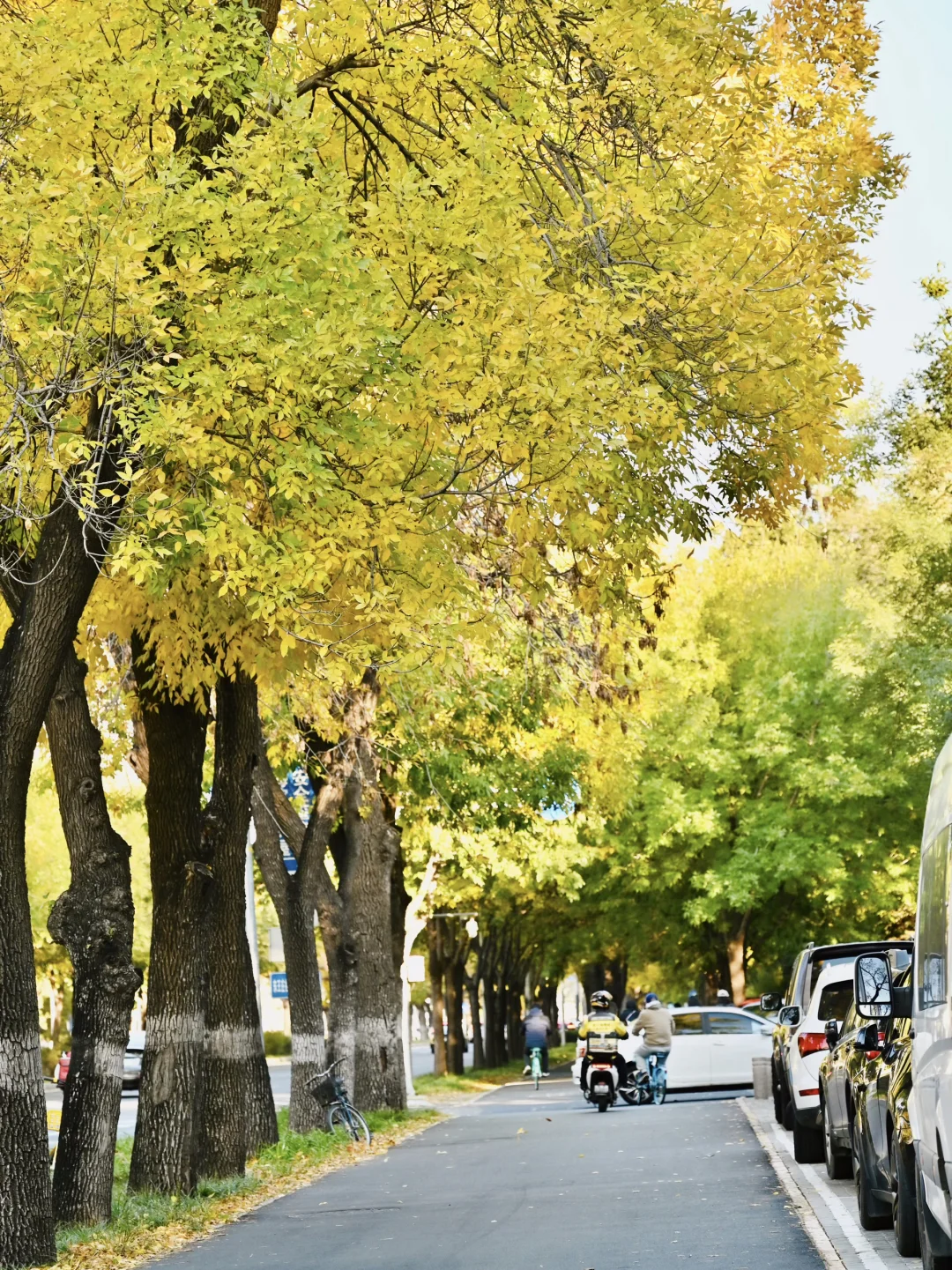 10.19🍂清华东路的藏着北京的温柔秋色