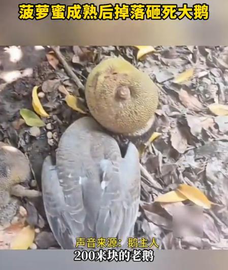 “真是飞来横祸！”近日，广东湛江一男子家院里的菠萝蜜成熟后突然从树上掉落，谁知正