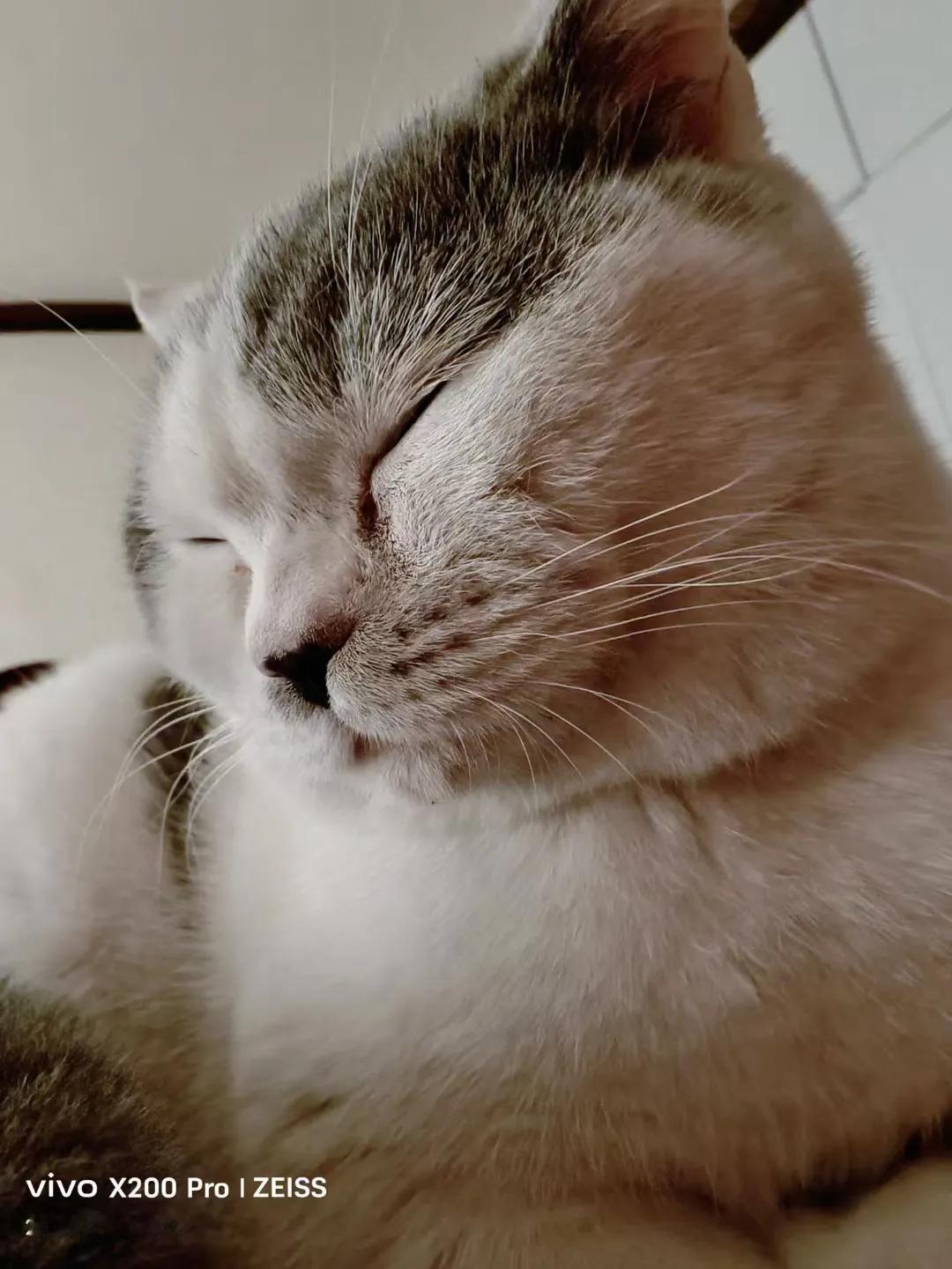 揭秘：如今的猫为啥不吃老鼠发现如今养猫和养狗的很多，有意思的是他们都不各司其职