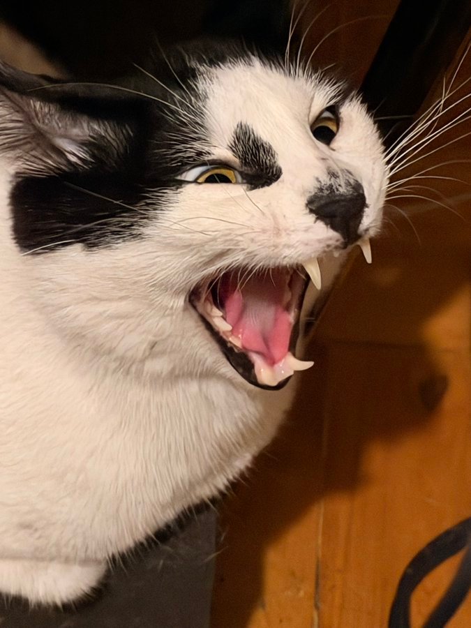 猫猫打哈气这个照片，我印象里有个日本著名的浮世绘里有个类似表情的猫妖吧​​​