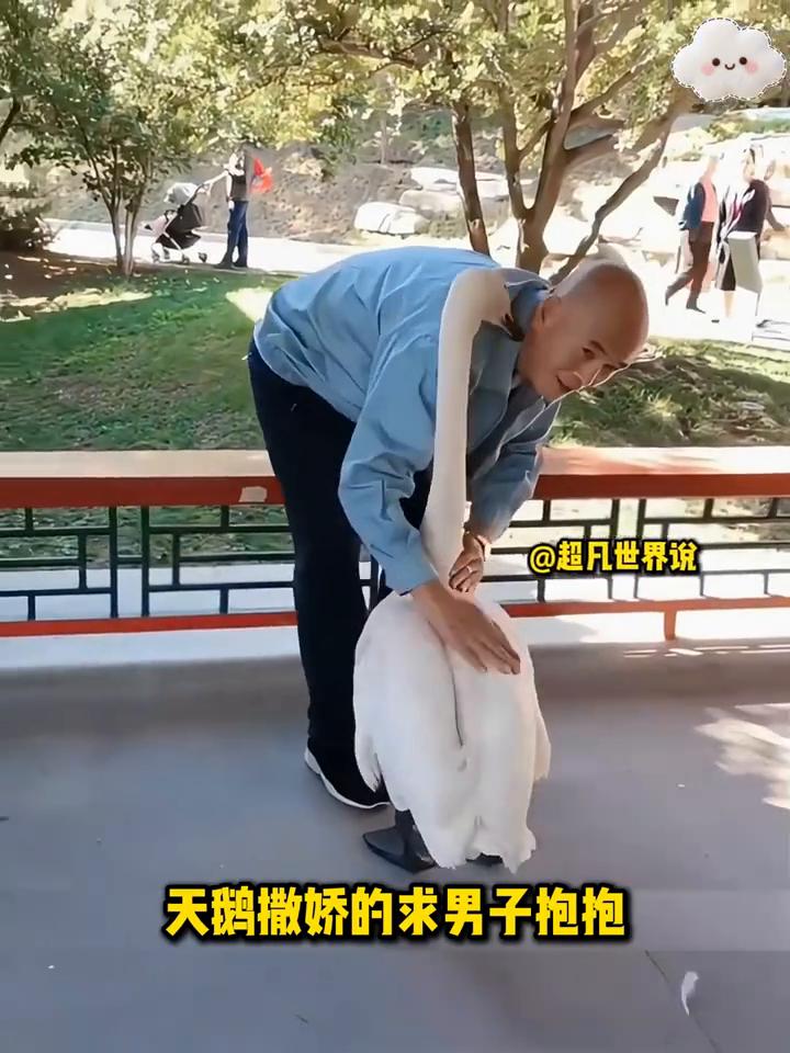 超凡世界说。男子正在路边散步的时候，发现一只天鹅被卡在了树上，靠近一看，原来它