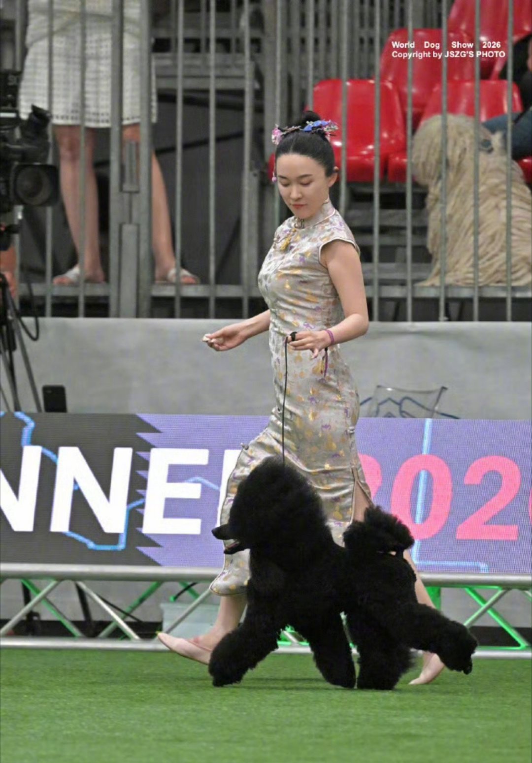 霍思燕的狗狗又获奖了霍思燕爱犬在意大利夺冠喜报来袭🎉～霍思燕的爱犬霍蜜蜡亮相