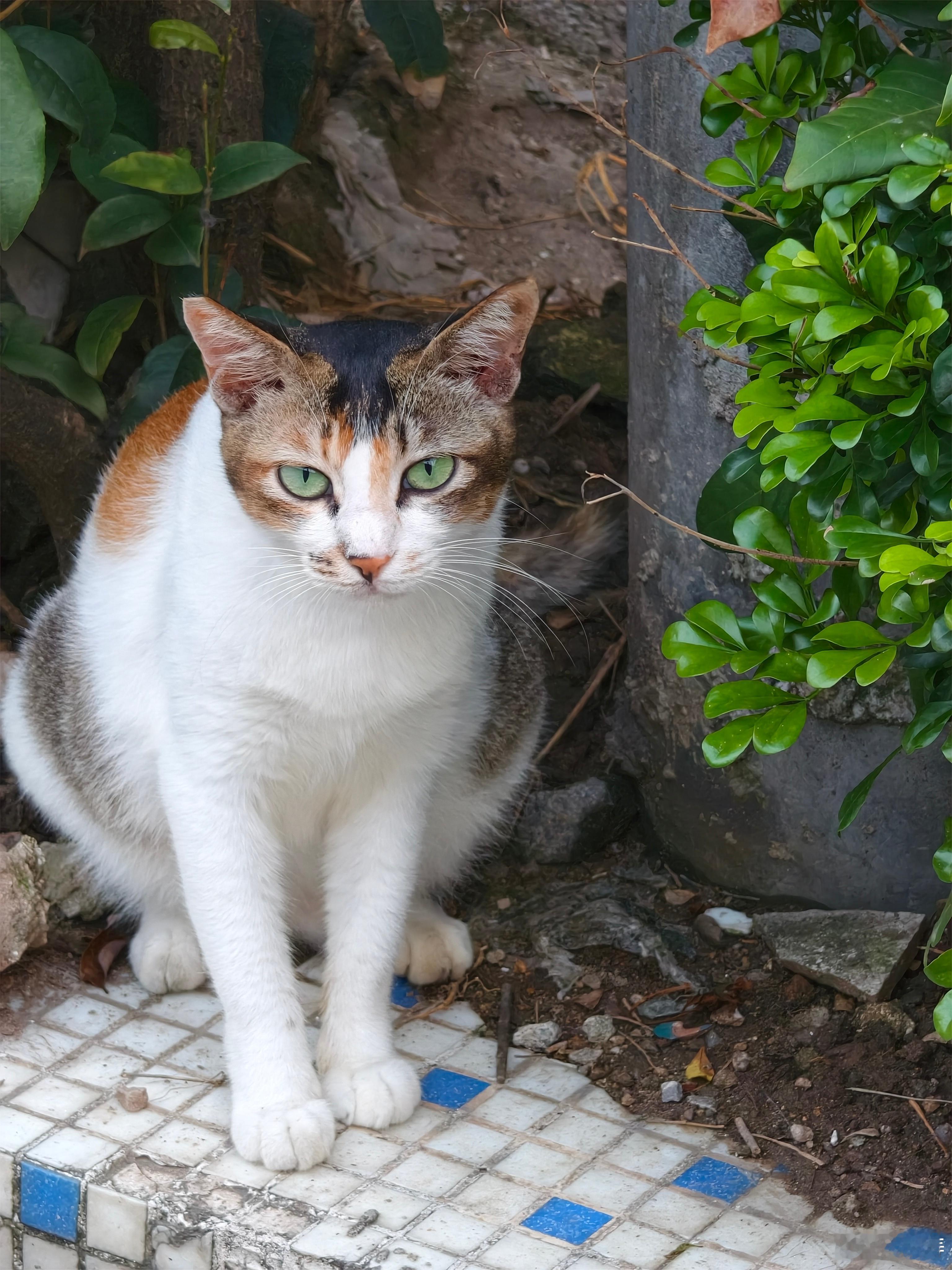 城中村的路边咪。猫流浪猫广州生活​​​