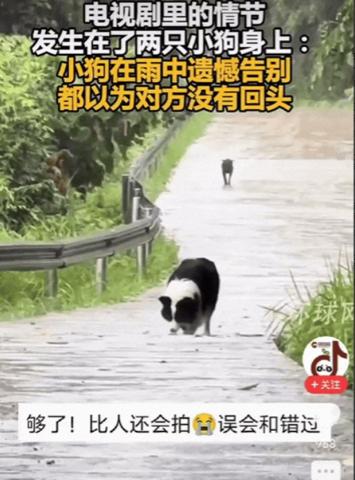 太有灵性了！四川，女生遛完狗，准备带狗狗回家，不料，狗狗跑了几步突然停下，转头望