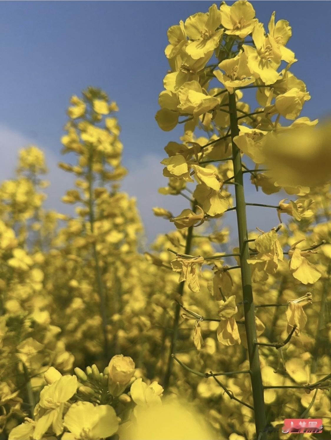 结婚后，才深刻体会到娘家不是家的滋味。没结婚时，在娘家那是被宠着的宝贝，是家里的