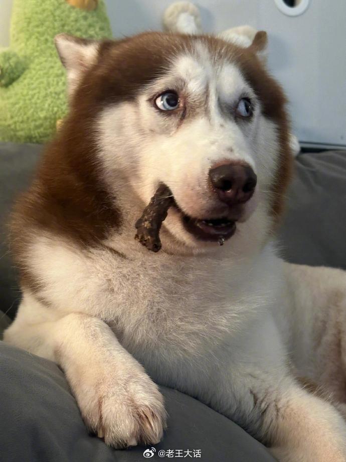 这狗子眼神感觉有10000个心眼子[捂脸哭]​​​