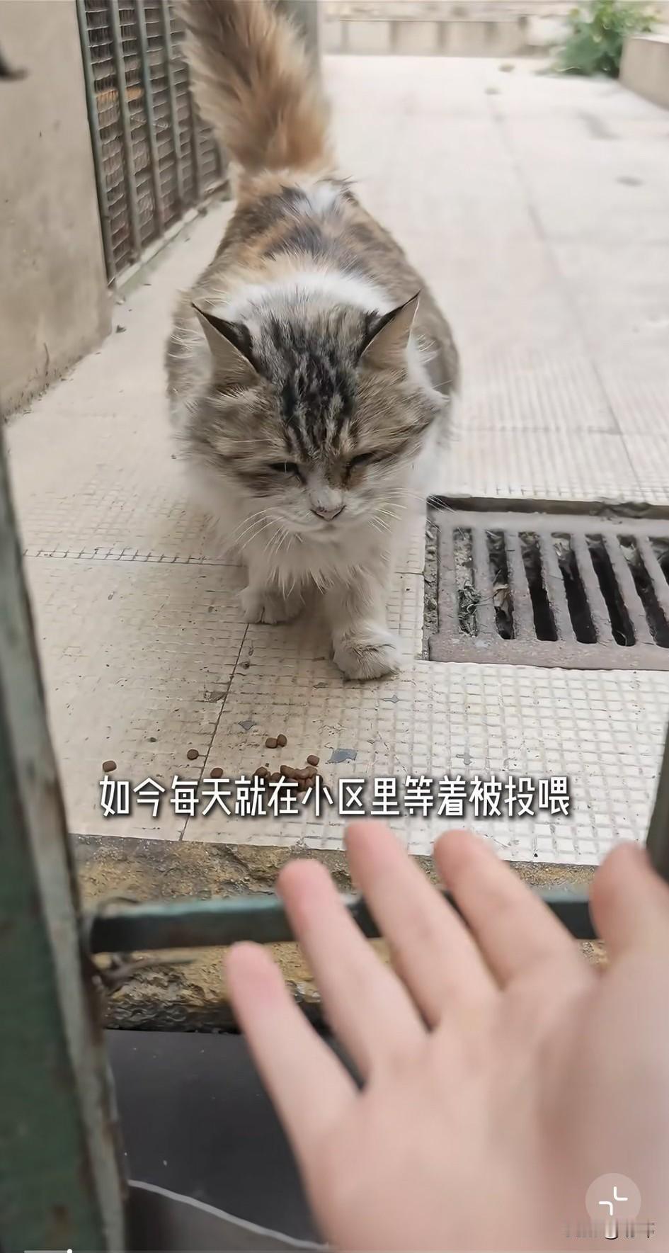 泪目了！一位小姐姐在小区里看到一只很漂亮的三花猫，可不知道被谁弄断了腿，而且它怀