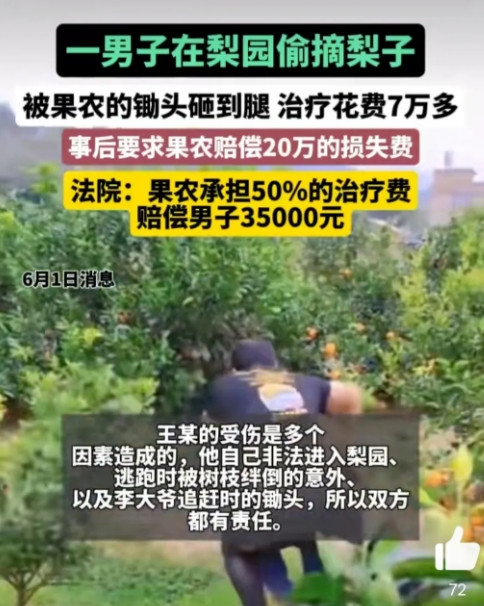 偷梨被砸反讹20万！广西一男子进梨园行窃，被果农追赶时弄伤小腿。出院后他倒打一耙
