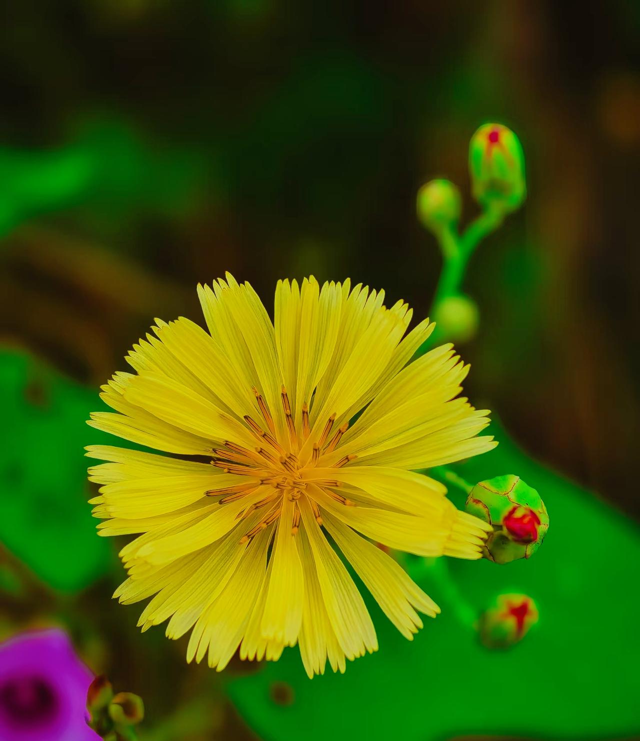 ：）说个女人通病，特别扎心：一旦被雄狮保护过，就再也看不上那些鬣狗了……我