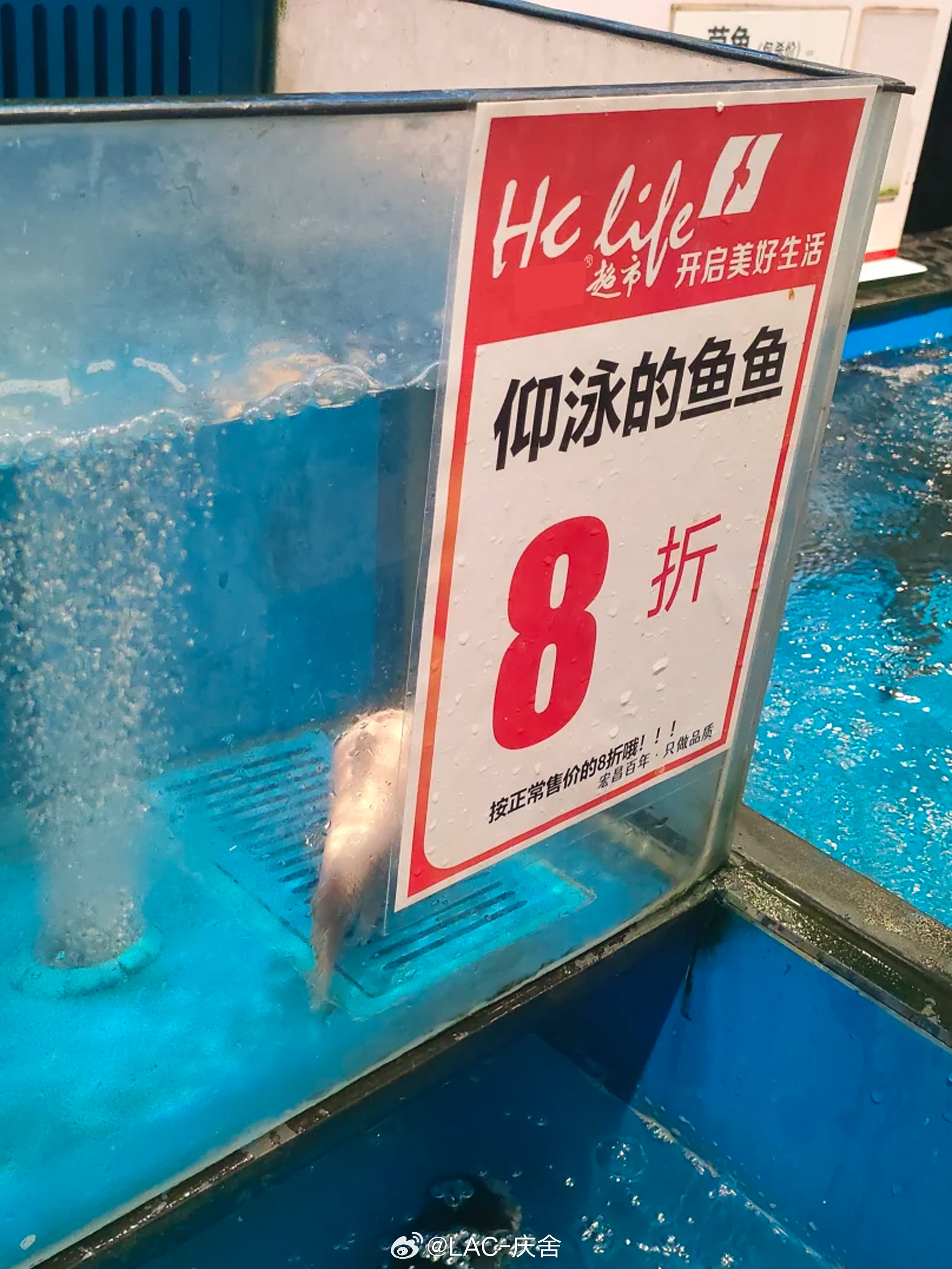 商家：新到仰泳的鱼，还打折[doge]​​​