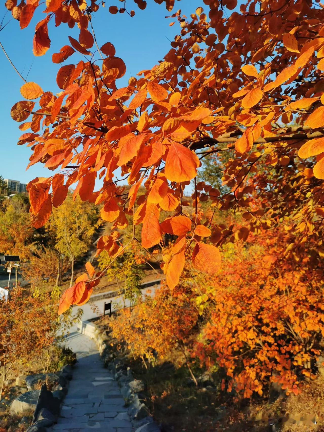 秋意渐浓，红叶如火，漫步在山间小径，感受大自然的魅力。