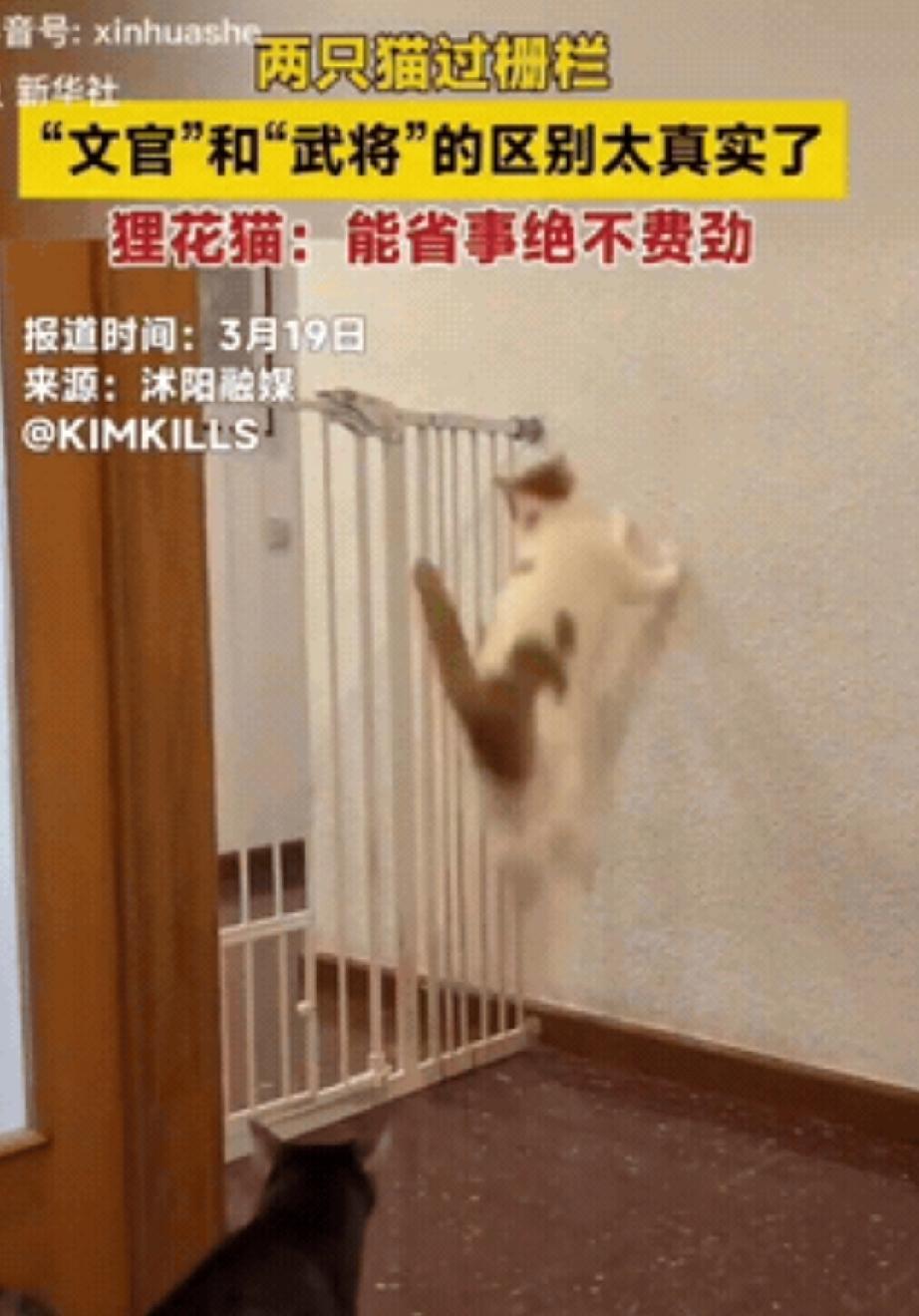 新华社发布了一段很有意思的视频，一橘一狸花两只猫结伴过楼道。两只猫被一道栅栏拦住